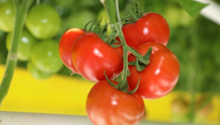 Bazı ürünlerin ihracatı dönemsel düzenlenecek