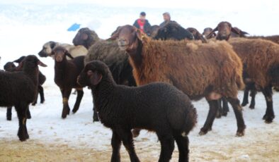 Bingöl’de erken doğan kuzular, yetiştiricilerin yüzünü güldürdü