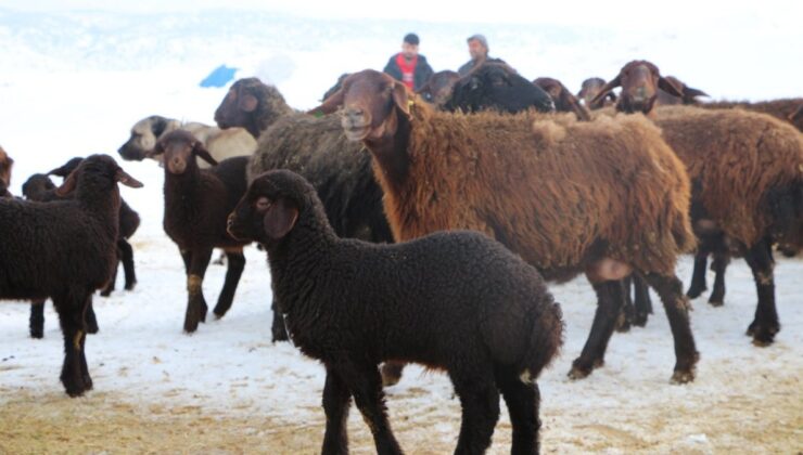 Bingöl’de erken doğan kuzular, yetiştiricilerin yüzünü güldürdü