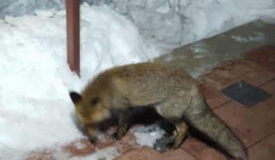 Bursa’da bir kişi, evinin önüne gelen tilkiyi elleriyle besledi