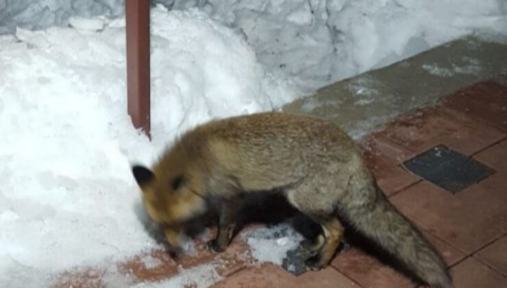 Bursa’da bir kişi, evinin önüne gelen tilkiyi elleriyle besledi