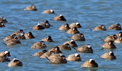 Dikkuyruk ördeği, Burdur Gölü’nü artık terk etti