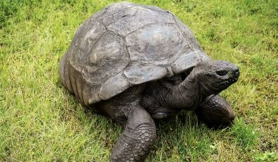 Dünyanın en yaşlı kurbağası: Jonathan