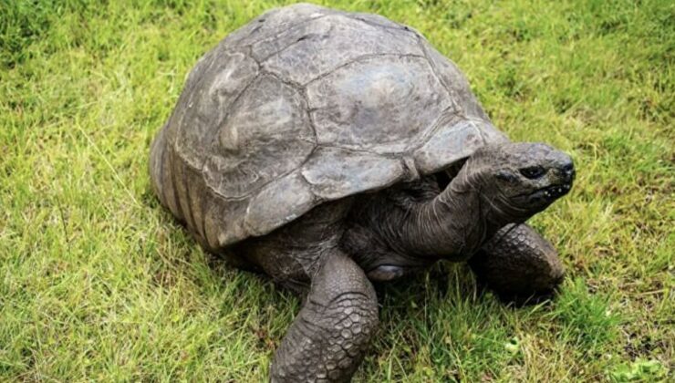 Dünyanın en yaşlı kurbağası: Jonathan