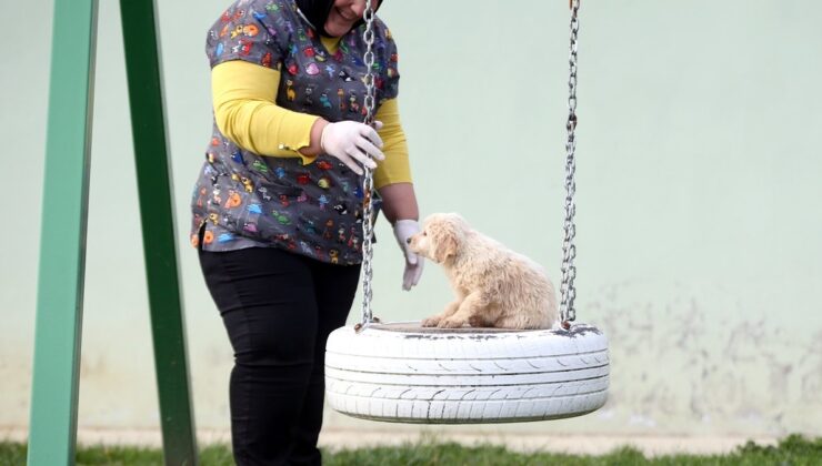 Düzce’de sokak hayvanları için 10 bin metrekarelik açık yaşam alanı