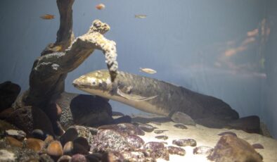 En yaşlı akvaryum balığı Methuselah 90 yaşında