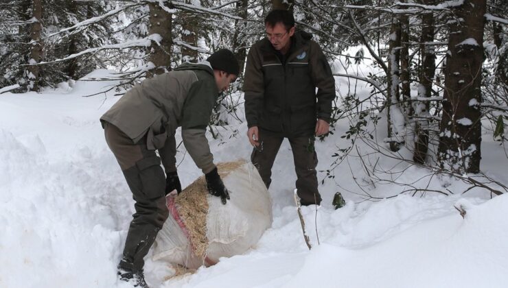 Giresun’da yaban hayvanları için doğaya yem bırakıldı
