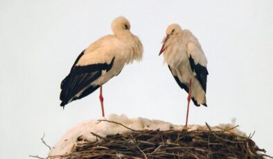 Hakkari’de göç etmeyen leyleklere köylüler sahip çıktı