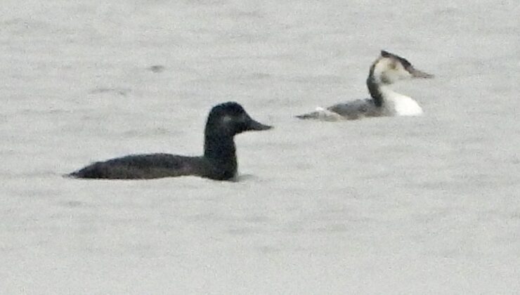 Hersek Lagünü’nde kadife ördek görüldü