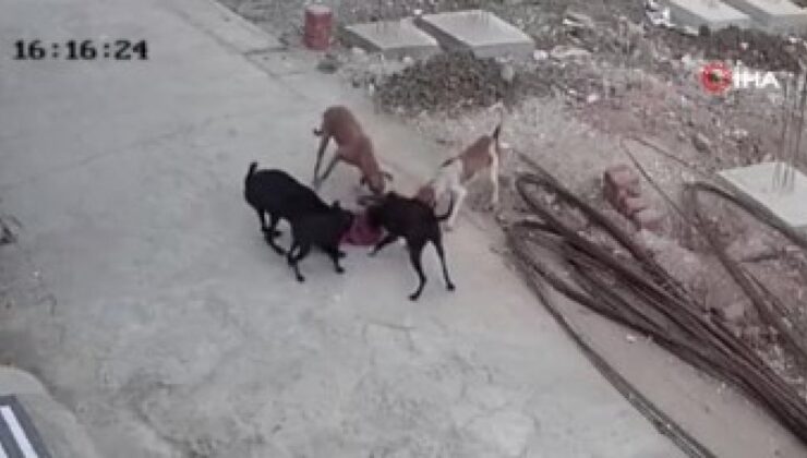 Hindistan’da 4 yaşındaki çocuğa sokak köpekleri saldırdı
