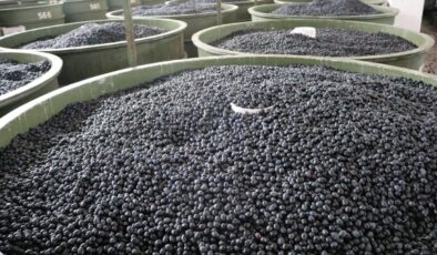 Marmarabirlik’in ürün bedeli ödemeleri yarın hesaplarda