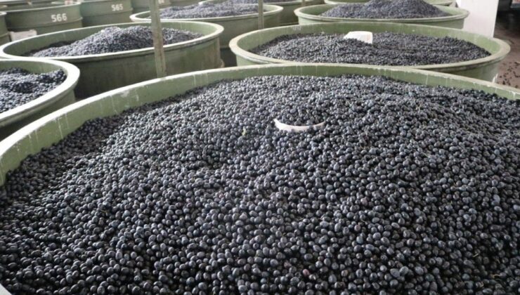 Marmarabirlik’in ürün bedeli ödemeleri yarın hesaplarda