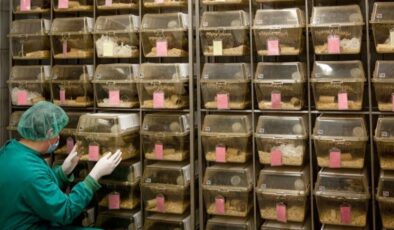 Ne yarasa, ne vizon! Omicron’un kökeni ortaya çıktı…