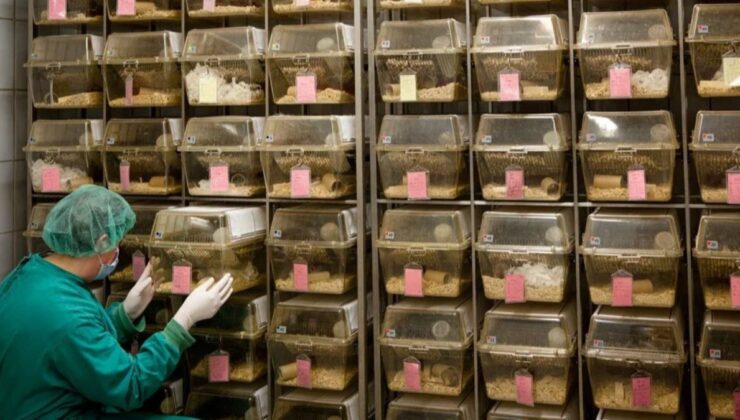 Ne yarasa, ne vizon! Omicron’un kökeni ortaya çıktı…