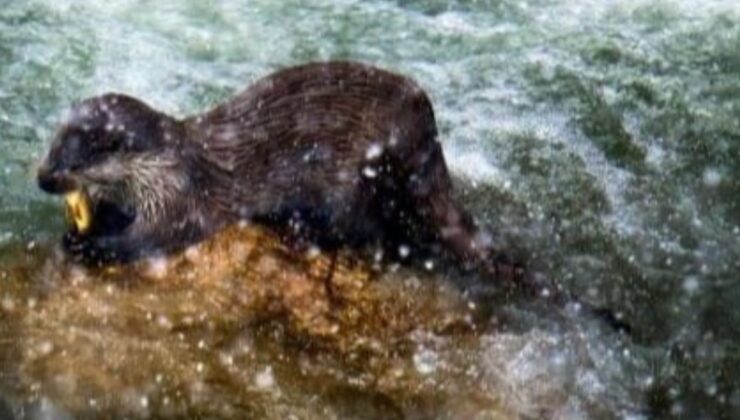 Oltu Çayı’nda yemek arayan su samurları görüntülendi