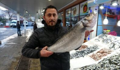 Ordu’da 8 kiloluk levrek 2 bin liraya satılıyor
