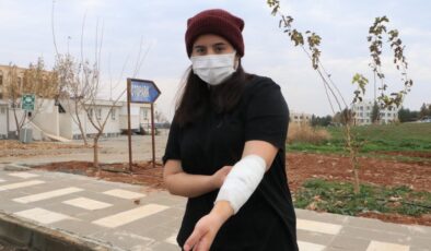 Şanlıurfa’daki üniversite kampüsünde köpek dehşeti