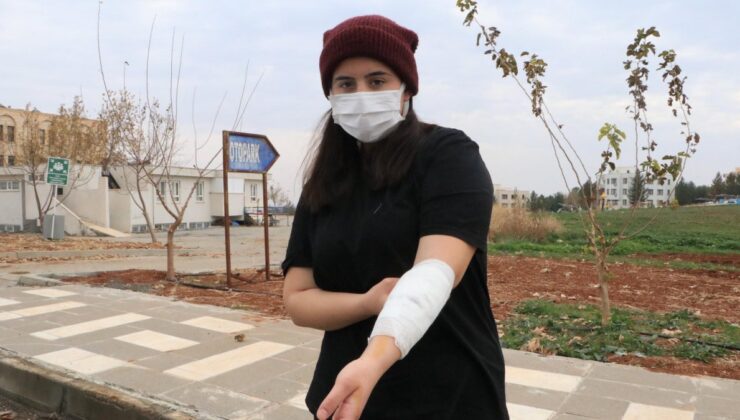 Şanlıurfa’daki üniversite kampüsünde köpek dehşeti