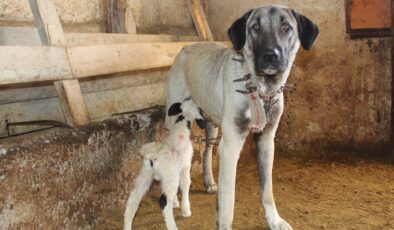 Sivas’ta Kangal köpeği, yavru kuzuyu emziriyor