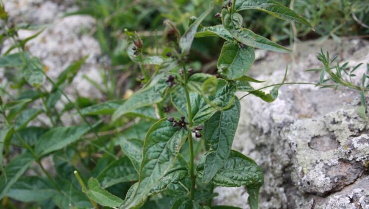 Türkiye’de yeni bir bitki türü bulundu
