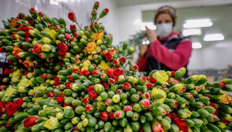 Türkiye’nin 2021’de çiçek ihracatı 148 milyon dolar