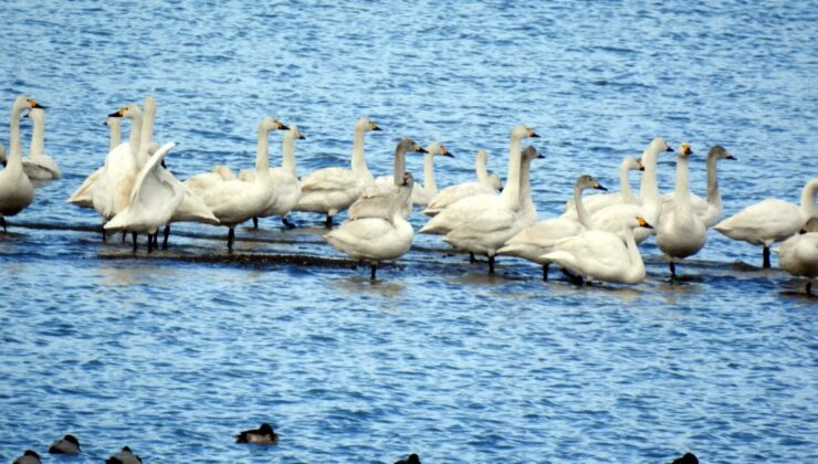 Van Gölü’nün Sibirya’dan gelen misafirleri, görsel güzellik sunuyor