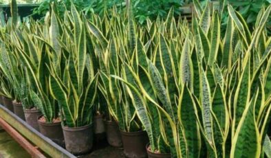 1 metreyi bulan yaşadı! Evde kılıç çiçeği bulundurmak bakın ne işe yarıyor…