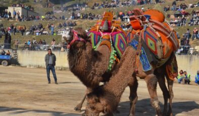 Aydın’da deve güreşi festivali renkli görüntülere sahne oldu