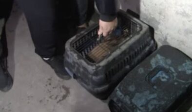 Bahçelievler’de yangın: Depota dutulan 2 tavşan kurtarıldı