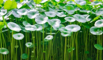 Centella Asiatica (Gotu Kola) bitkisi nedir, ne işe yarar? Cilde efsane 9 faydası