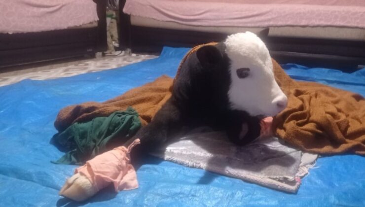 Kahramanmaraş’ta gözleri görmeyen buzağı bebek gibi bakılıyor