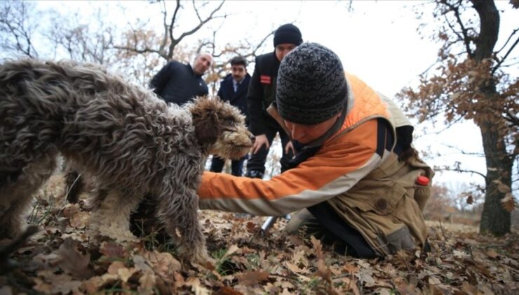 Kırklareli’nde eğitimli köpeklerle yüzlerce euroluk trüf mantarı avı