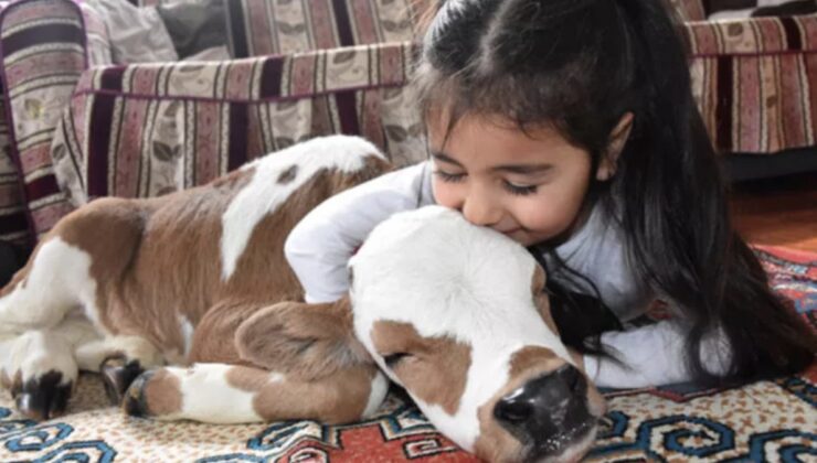 Sivas’ta yaşamaz denilen buzağıyı Hiranur’un sevgisi hayata bağladı