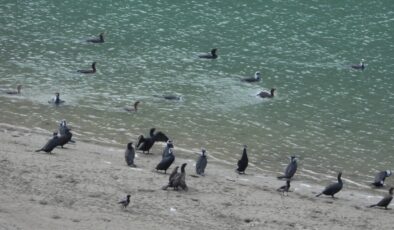 Son 300 yılda dünyadaki sulak alanların yüzde 85’i bozuldu