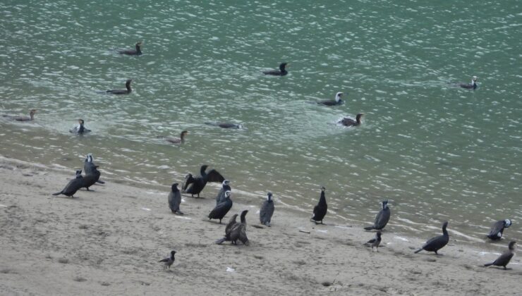 Son 300 yılda dünyadaki sulak alanların yüzde 85’i bozuldu