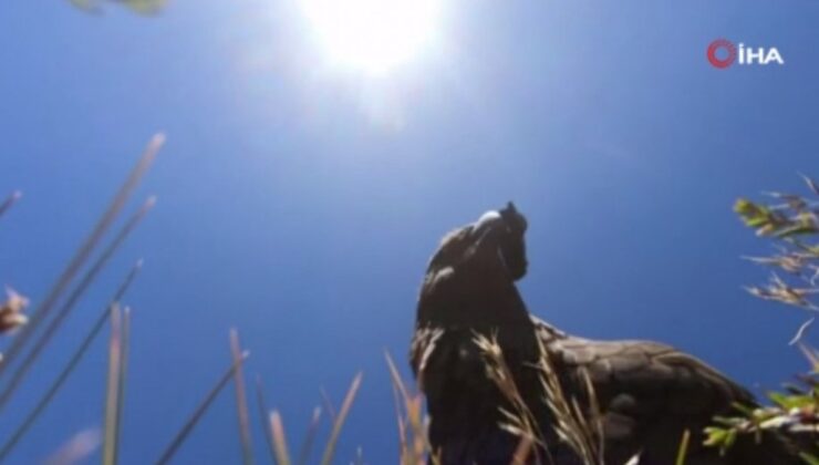 Yeni Zelanda’da papağan çaldığı kamera ile uçuşunu filme aldı