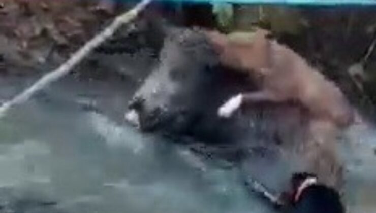 Zonguldak’ta domuz ve av köpeği boğuşma anı kamerada