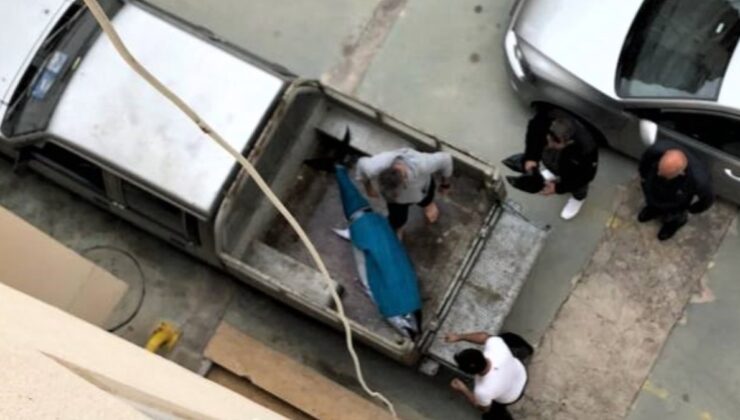 Antalya’da yakaladıkları orkinos balığını kamyonetle eve götürdüler