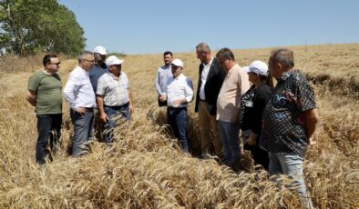 Büyükçekmece’de buğday hasat dönemi başladı