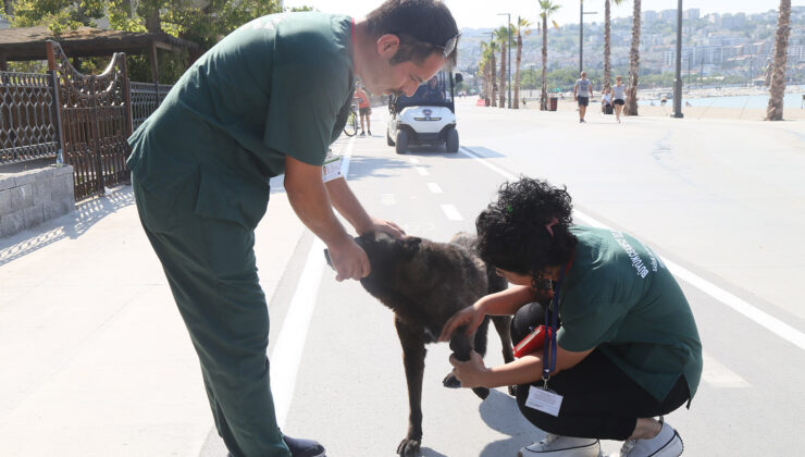 Büyükçekmece’de sokak hayvanlarının sağlık taraması gerçekleşti