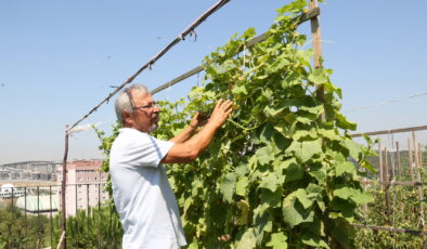Küçükçekmeceliler, kentin ortasında organik tarım yapıyor