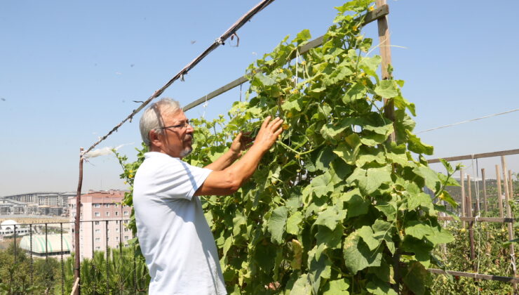 Küçükçekmeceliler, kentin ortasında organik tarım yapıyor