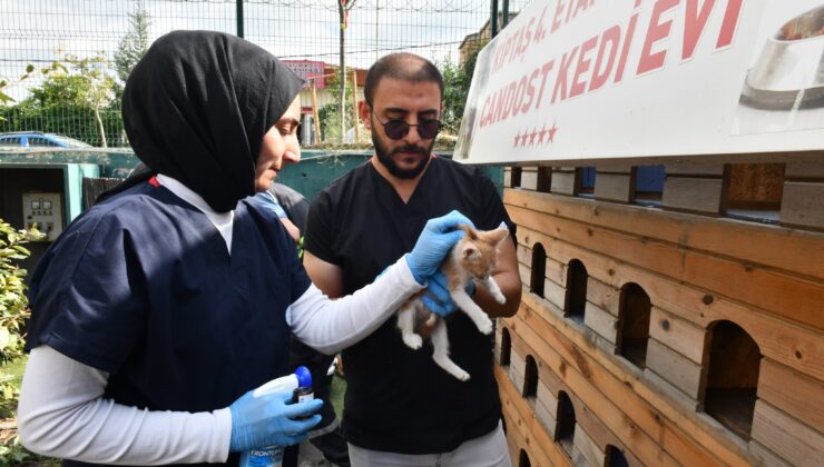 Sokak hayvanlarının sağlığı için çalışıyorlar