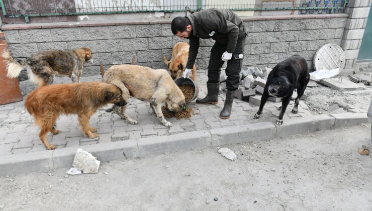 Esenyurt Belediyesi can dostlarımızı yalnız bırakmıyor