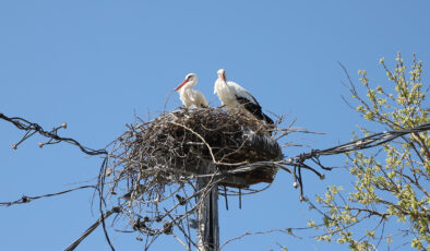 Büyükçekmece’nin sevimli leylekleri bu sene de geldi