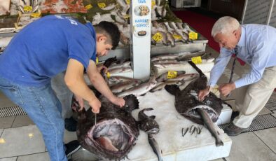 Dev Fener Balıklarını gören vatandaşlar şaştı kaldı