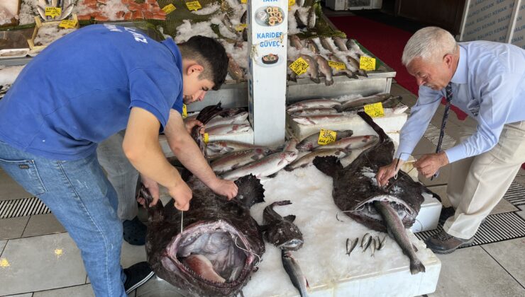 Dev Fener Balıklarını gören vatandaşlar şaştı kaldı