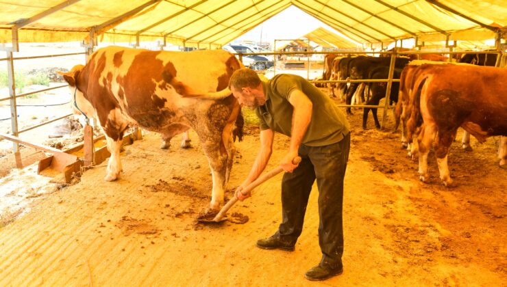 Hayvansal atıklardan organik gübre elde ediliyor