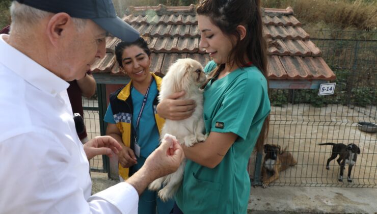 “Devlet katkı sağlarsa sokak hayvanları sonunu 5 yılda çözülür”