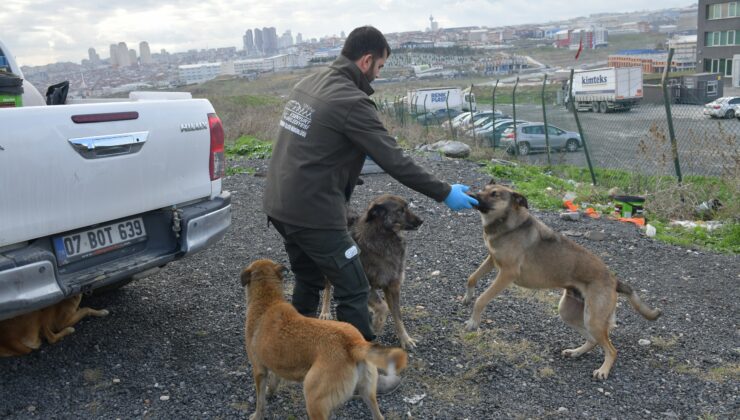Esenyurt Belediyesi, sokak hayvanlarına mama ve su desteğini sürdürüyor